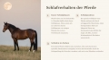 Bild 6 von PowerPoint Präsentation: Welt der Pferde – Lehrmaterial für Ausbilder und Schüler (Download) .pptx