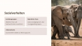 Bild 4 von PowerPoint Präsentation: Welt der Elefanten–Lehrmaterial für Ausbilder und Schüler (Download) .pptx