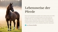 Bild 2 von PowerPoint Präsentation: Welt der Pferde – Lehrmaterial für Ausbilder und Schüler (Download) .pptx