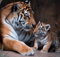 Bild 2 von PowerPoint Präsentation: Welt der Tiger – Lehrmaterial für Ausbilder und Schüler (Download) .pptx
